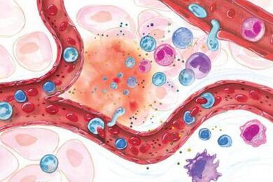 Επίδραση του Boswellia σε φλεγμονώδεις περιοχές του σώματος